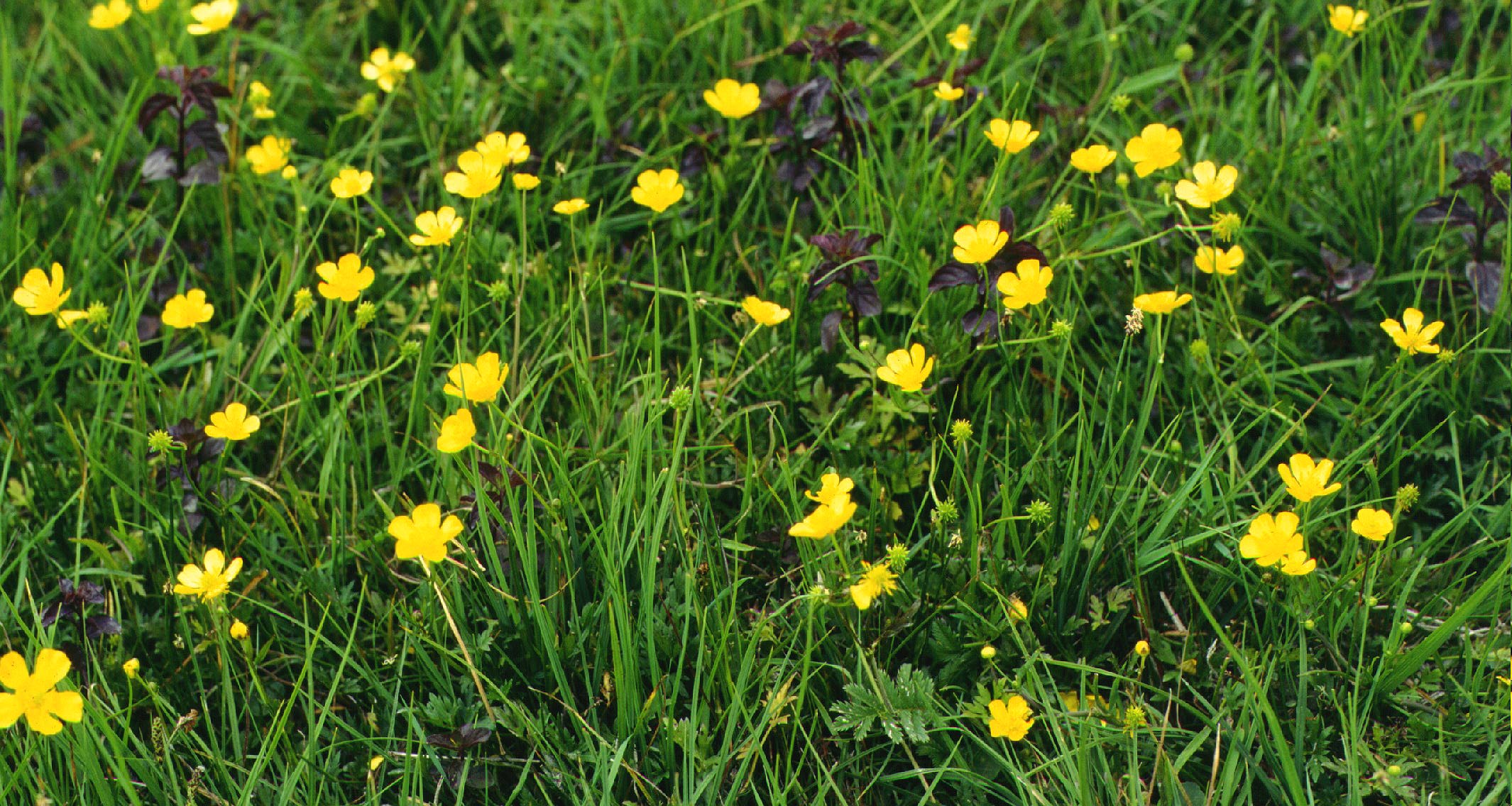  Image name: cinquefoglio3.jpg 
 width: 2130 pixel 
 height: 1136 pixel 
 Size: 499267 bytes 
 Click to enlarge 